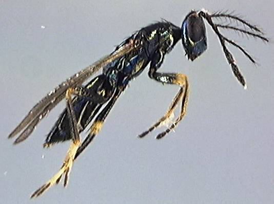 Eulophidae 5